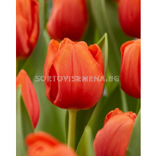 Лале/ Tulips triumph Cadans - 1 бр.