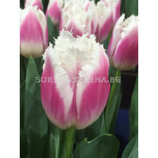 Лале /Tulip 'Siësta'/ 1 бр