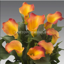 Кала Captain Lido/ Zantedeschia (Calla) - 1 брой