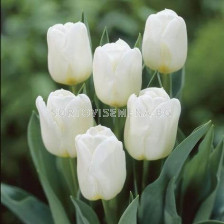 Лале/ Tulips triumph Calgary - 1 бр.
