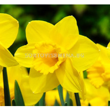 Нарцис/ LARGE-CUPPED NARCISSUS California - 1 бр.