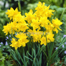 Нарцис/ SPECIE NARCISSUS Campernelle Dbl (Odor. Regul.) - 1 бр.