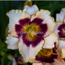 Хемерокалис HEMEROCALLIS Blueberry Candy - 1 бр.