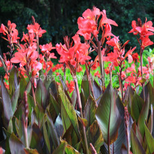Канна brownleaved Pink and Roses - 1 бр.