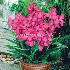 Канна greenleaved dwarf pink