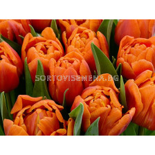 Лале /Tulip Caracas/ 11/12