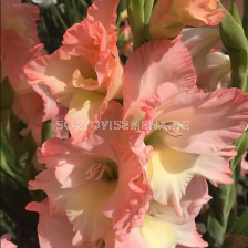 Гладиол Careless /large-flowered - 1 брой