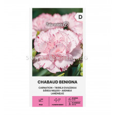 СК СЕМЕНА КАРАМФИЛ ШАБО БЕНГИНА CARNATION I CHABAUD BENIGNA, WHITE-RED  