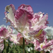 Лале /Tulip Cabanna/ 1 бр