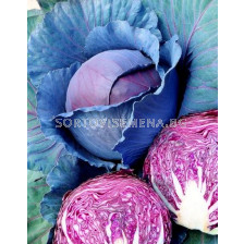 Семена Зеле (Cabbage) Scarlet pearl F1 - 500 сем