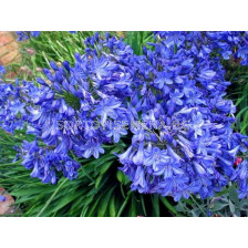 Агапантус / Agapanthus 'Blue Triumphator'e / 1 бр