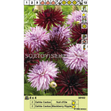Далия кактус микс/ Dahlia Cactus - 1 опаковка - 4 броя