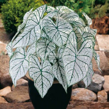 Каладиум бял (Caladium candidum)