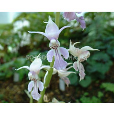 Коледна орхидея /Calanthe reflexa / 1 бр