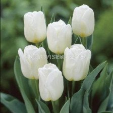 Лале/ Tulips triumph Calgary - 1 бр.