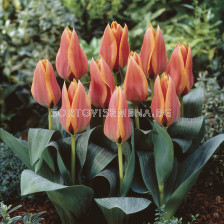 Лале /Tulip Calypso/ 10/11