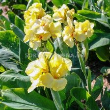 Канна жълта ниска със зелени листа/ Canna ind. hybr. greenleaved dwarf yellow - 1 бр.