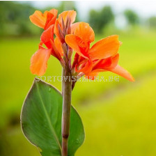 Канна оранжева със зелени листа - Canna ind. hybr. greenleaved orange - 1 бр.