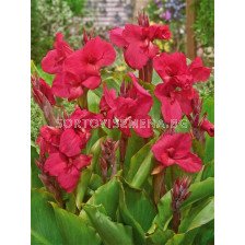 Канна ниска greenleaved Empire -1 бр.