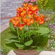 Канна оранжева ниска със зелени листа/ Canna ind. hybr. greenleaved dwarf orange - 1 бр.