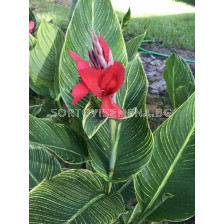 Канна червена със зелени листа/ Canna ind. hybr. greenleaved red - 1 бр.