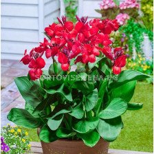 Канна ниска червена със зелени листа/ Canna ind. hybr. greenleaved dwarf red - 1 бр.