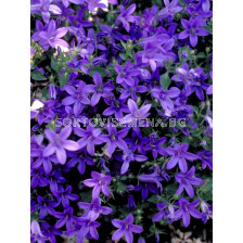 Камбанки /Campanula poscharskyana blue/ LG 1 оп 