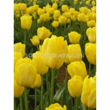 Лале /Tulip Jan van Nes/ 1 бр