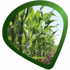 Трио пакет (Самсон екстра 5л. + Оникс 5л. +Темза 5л.)