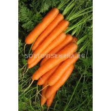 Семена моркови Карлано F1 ( Carlano F1 /SV2154DN/ )-100 000 сем