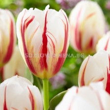 Лале /Tulip 'Carnaval de Rio' 1 бр