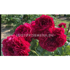Божур Paeonia carol- много едър/  Peony- 1 бр.