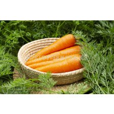 Семена моркови Mарлин F1/ за връзки/ - 100 000 семена