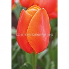 лале Various Orange Cassini - tulip Various Orange Cassini