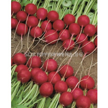 Семена репички Celesta F1 - 2.75 - 3.00 mm - 100 000 семена