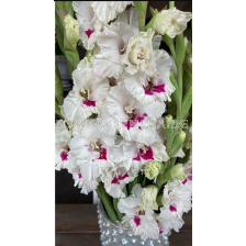 Гладиол Cera Corsage/ large-flowered - 1 брой