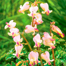 Дамско сърце-Dicentra Cupid -1 бр				