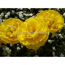 Лале Gold Fever 1 бр