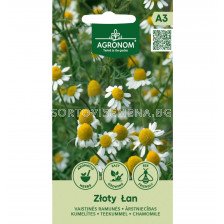 СЕМЕНА ЛАЙКА ЗЛОТИ ЛАН CHAMOMILE ZLOTY LAN - СК