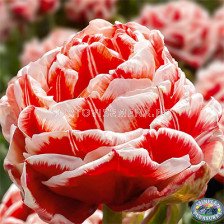 Лале/ Tulips double early Championship - 1 бр.