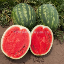 Семена дини CHARISMA F1 -ZKI- 500 семена