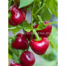 СЕМЕНА ПИПЕР ЛЮТ ЧЕРВЕНО ЧЕРИ Х 100С PEPPER F1 CHERRY RED 