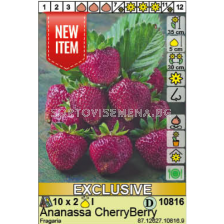 ягоди CherryBerry - strawberry CherryBerry