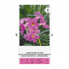 СК КИТАЙСКА ТРОМПЕТОВА ЛОЗА CHINESE TRUMPET FLOWER