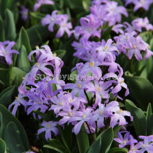 Хионодокса /Chionodoxa forbesii Violet Beauty/ 1 бр 