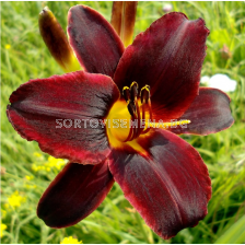 Хемерокалис Chocolate Candy/ HEMEROCALLIS - 1 брой