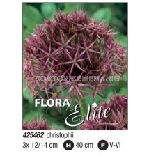 Декоративен Лук (Allium) Christophii