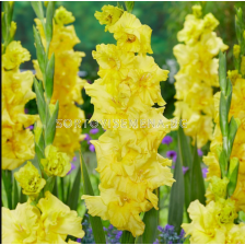Гладиол Charisma/ Gladiolus large-flowered - 1 брой