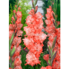 Гладиол/ Gladiolus large-flowered  'Charkov' 10/12 - 1 бр.