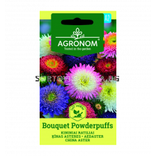 АСТРА CHINA ASTER, BOUQUET POWDERPUFF СК